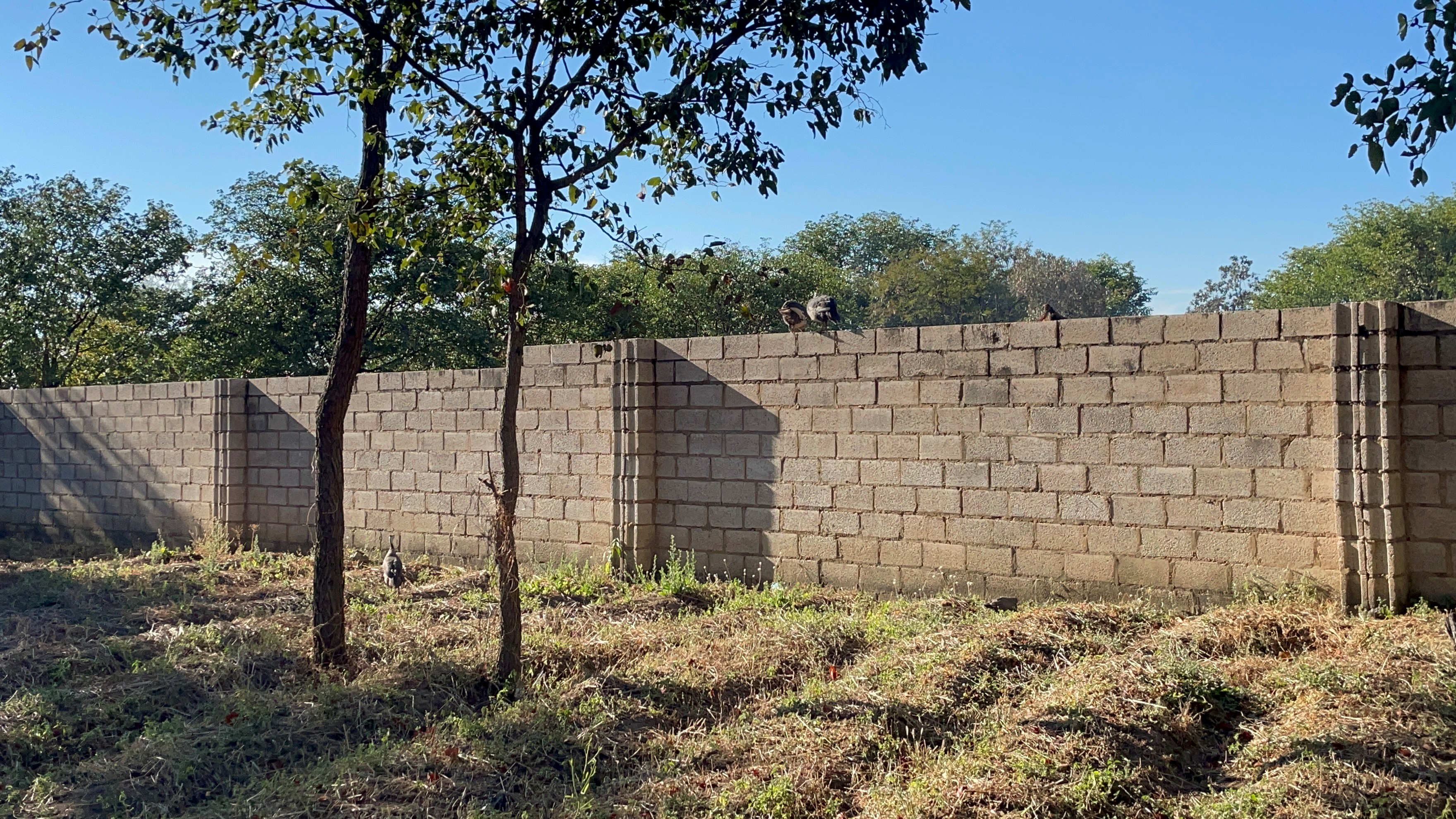 A guineafowl on top of the perimeter wall