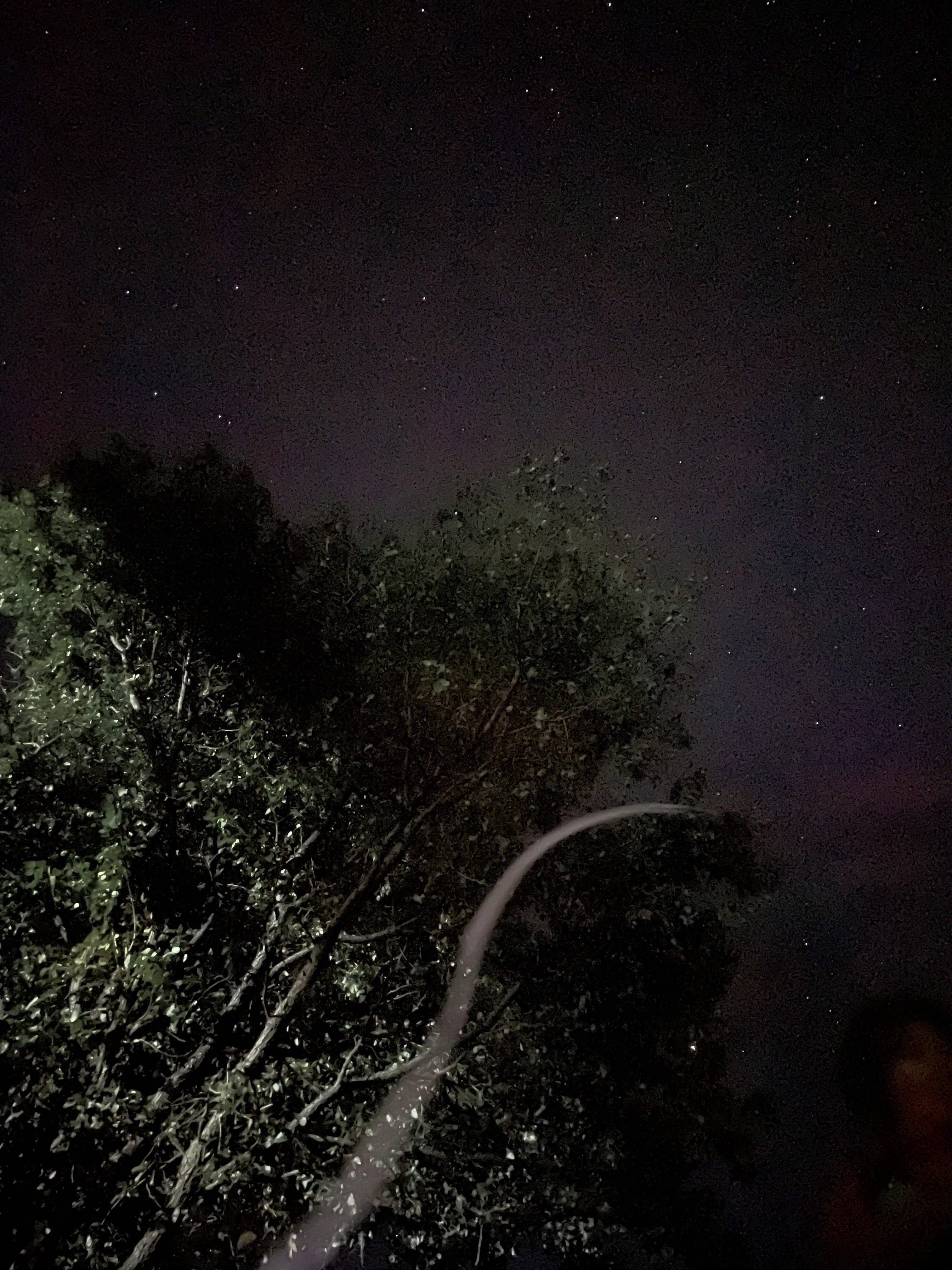 Stars over the treeline, away from the compound lights