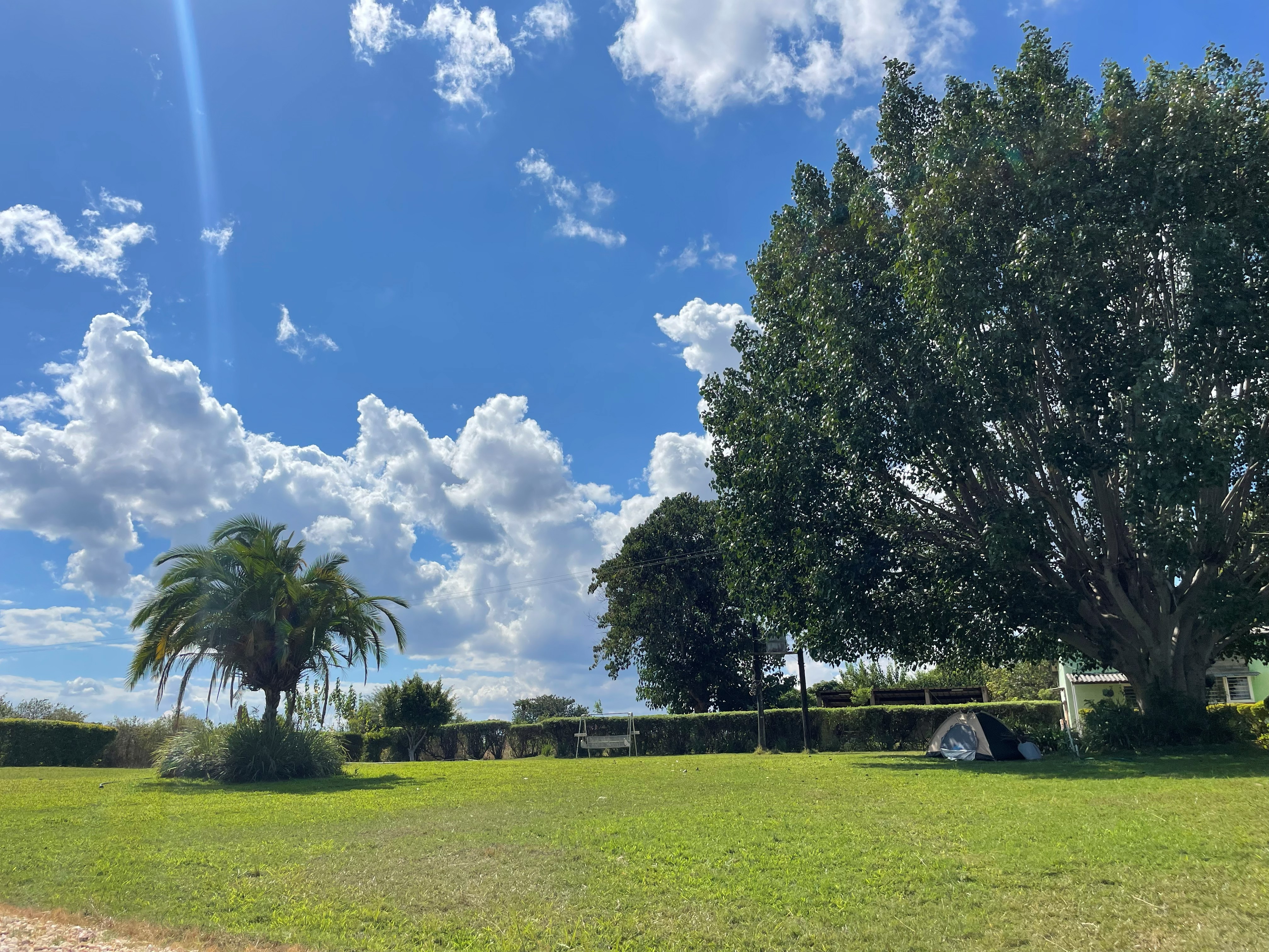 Camping lawn with a palm tree