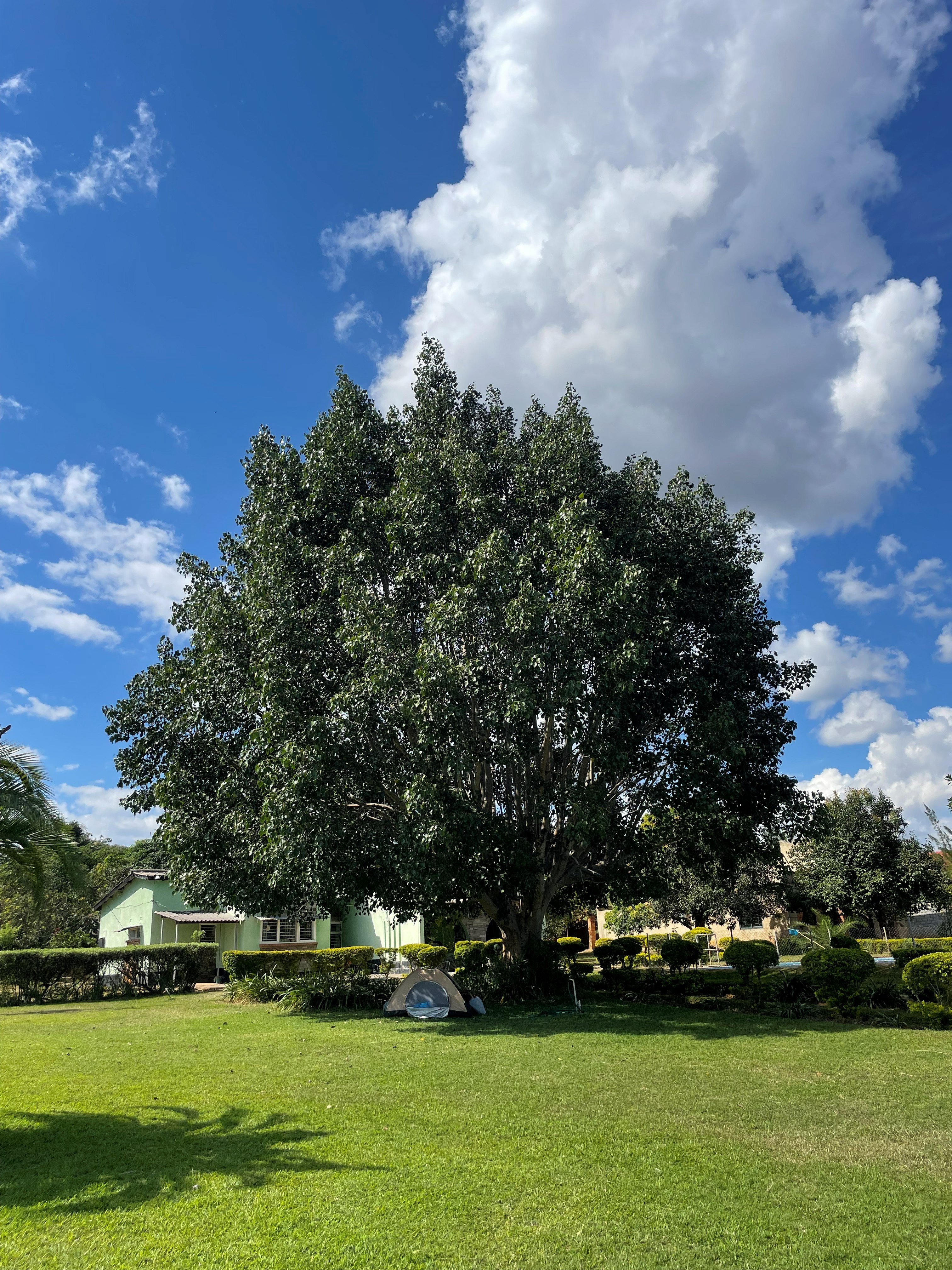 Shade trees across the lawn at Riverview Farm