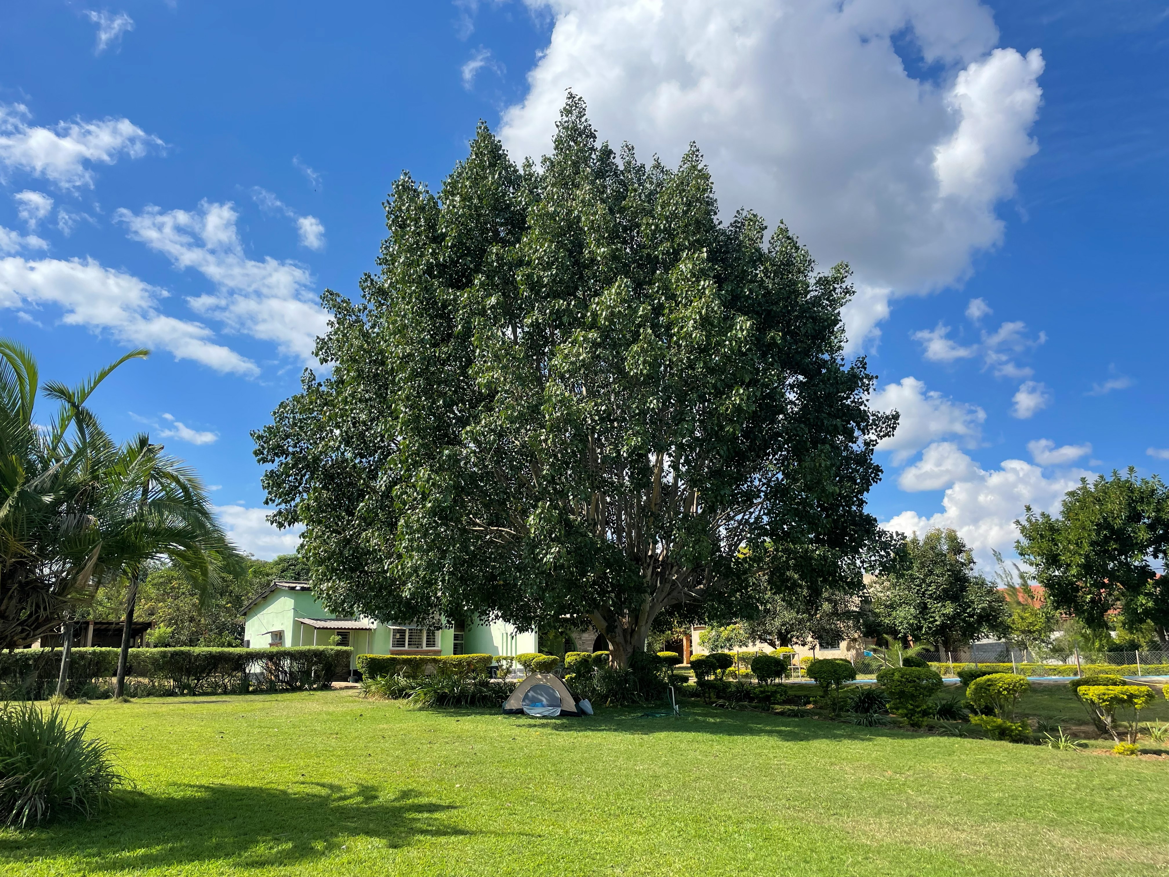 Shade trees over the lawn at Riverview Farm
