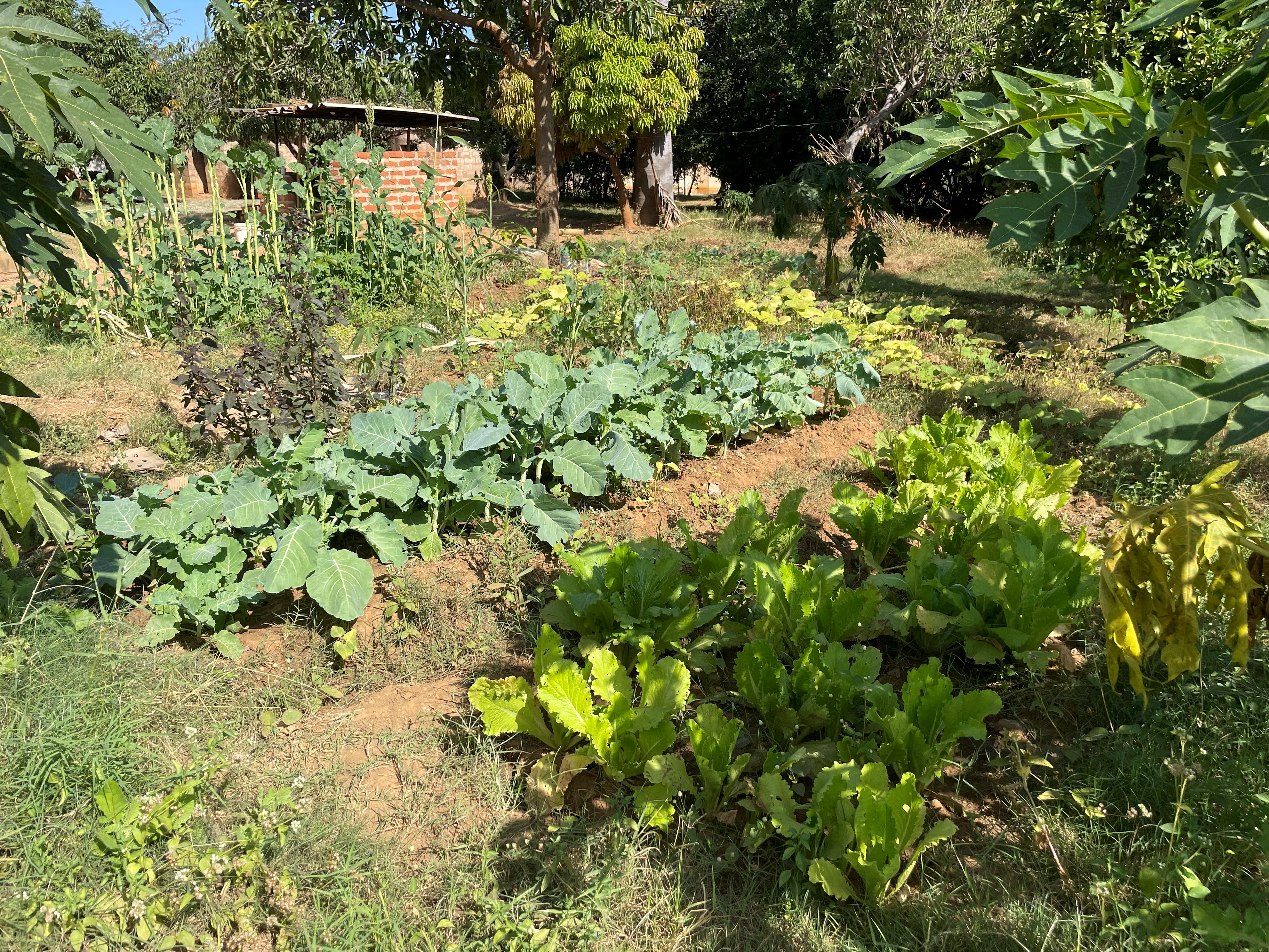 Vegetable garden on the farm